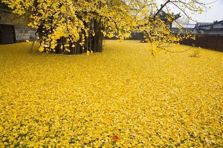 gingkogold-wcth05