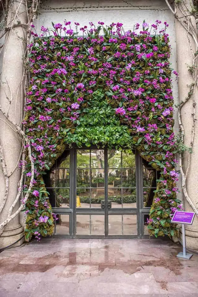 Orchid Curtain Stands 17 Feet Tall 1001 Gardens