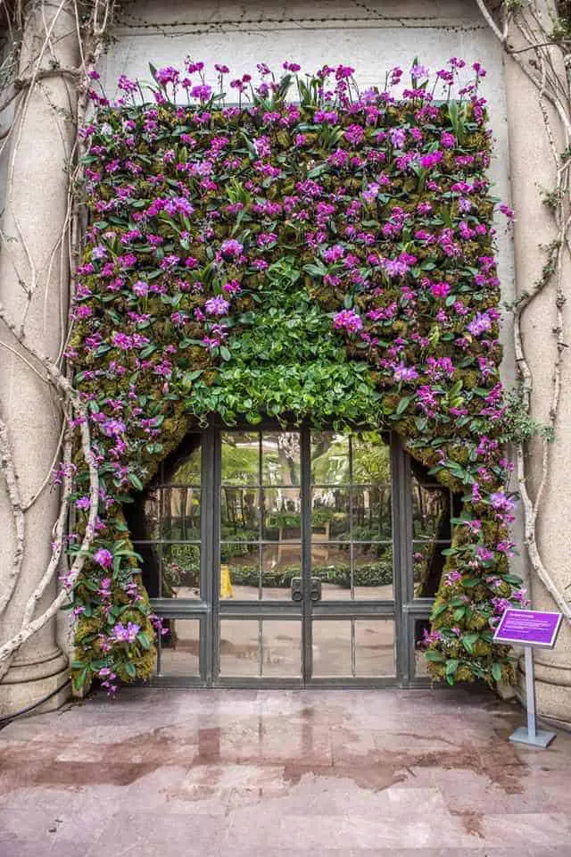 Orchid Curtain Stands 17 Feet Tall - 1001 Gardens