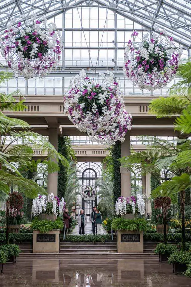 Orchid Curtain Stands 17 Feet Tall - 1001 Gardens