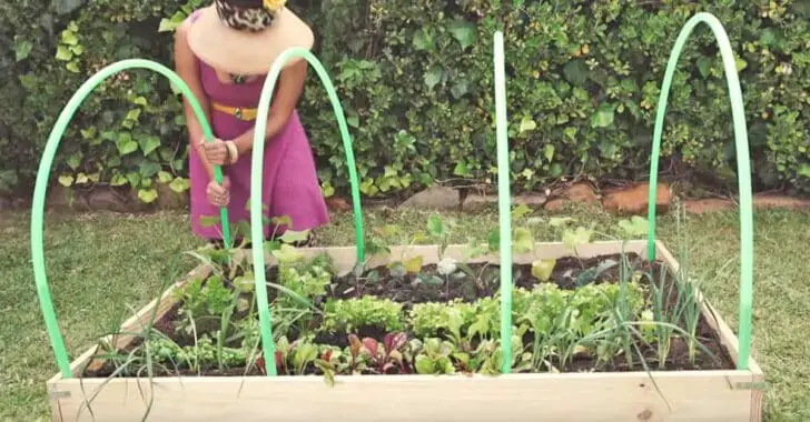 How to Make Your Own Greenhouse with 4 Hula-Hoops