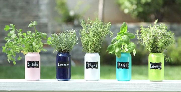 Use old soda cans as plant holders