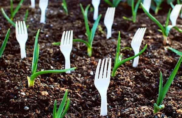 Why put plastic forks in the garden?