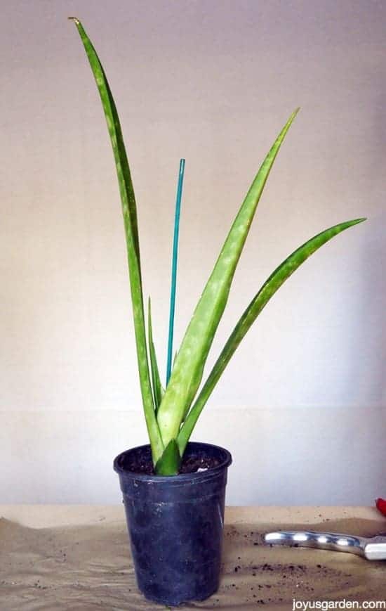 3 Ways To Propagate Sansevierias Aka Snake Plants