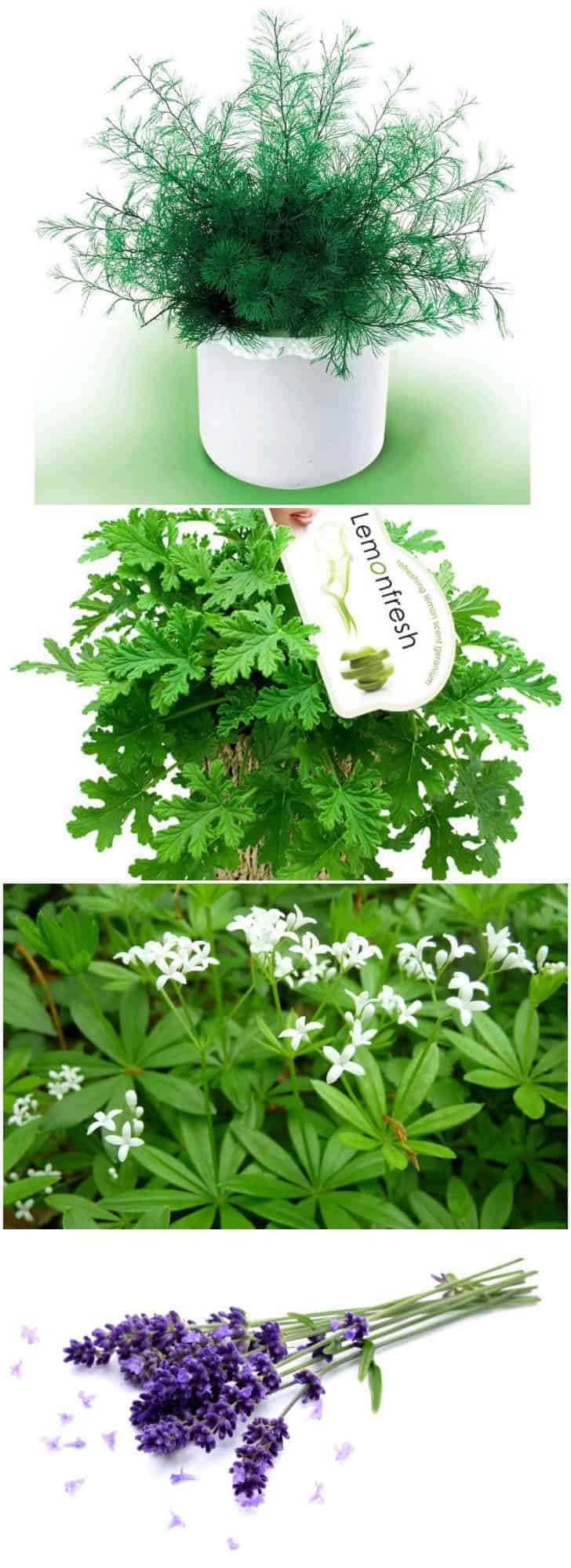 12 Natural Mosquito Repellent Plants 1001 Gardens