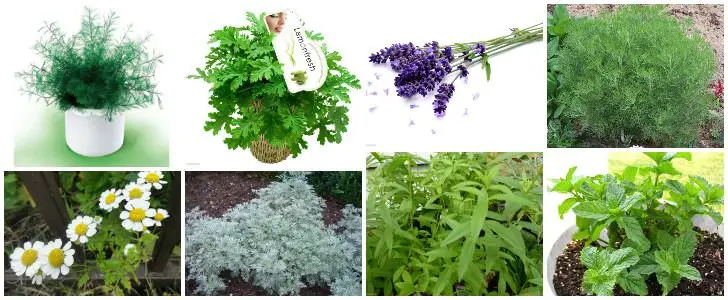 12 Natural Mosquito Repellent Plants