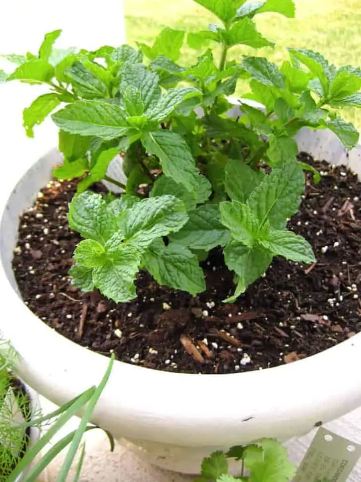 12 Natural Mosquito Repellent Plants