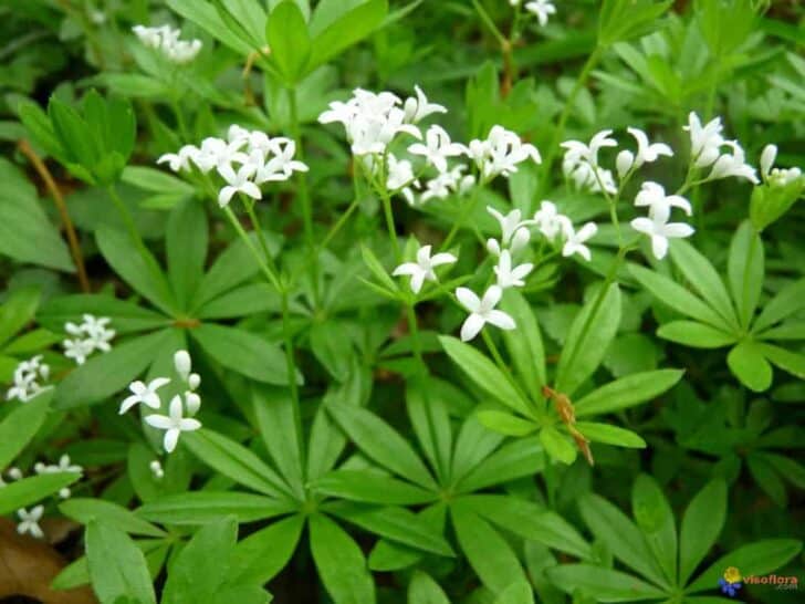 12 Natural Mosquito Repellent Plants