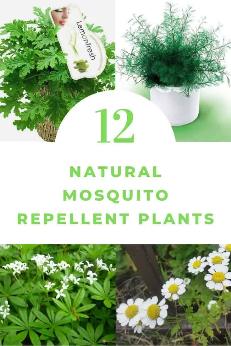 12 Natural Mosquito Repellent Plants 1001 Gardens,Gooseneck Tiny House With Slide Outs