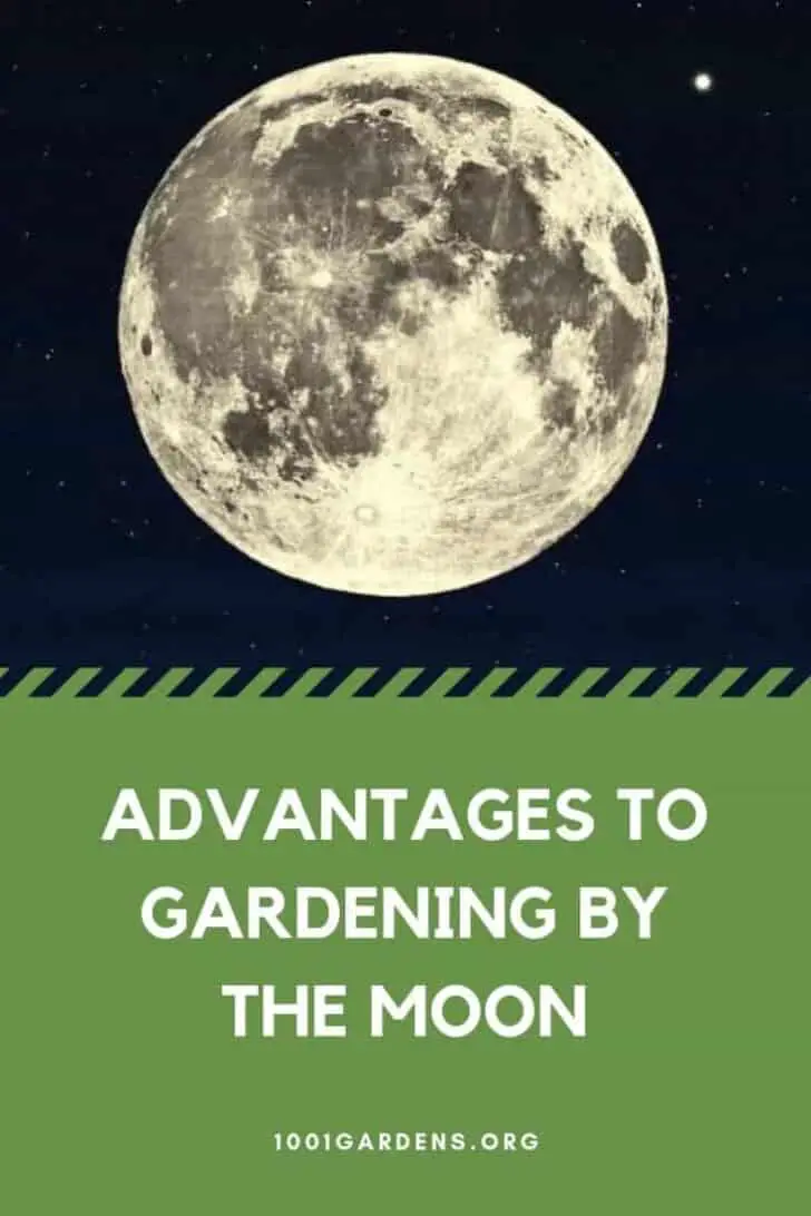 Advantages to Gardening by the Moon