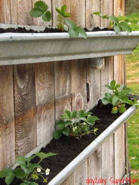 20 Easy DIY Gutter Garden Ideas