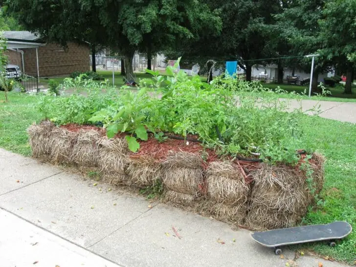 Gardening in straw bales 