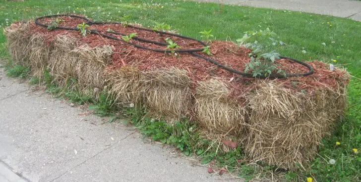 Gardening in Straw Bales Tutorial