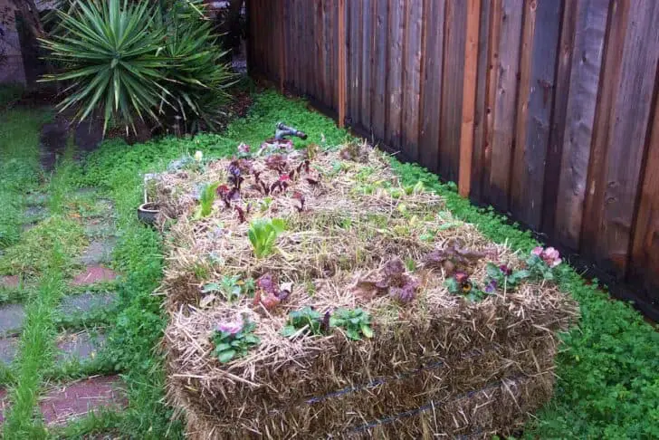 Gardening in Straw Bales Tutorial