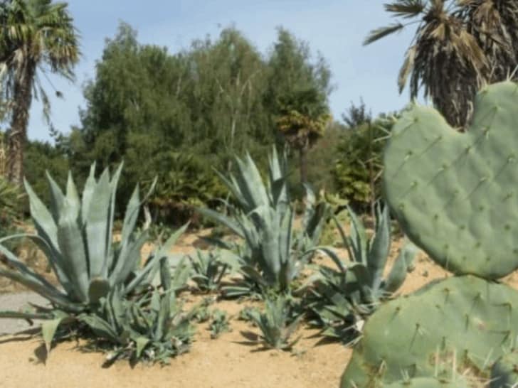 How to create a Desert Mexican garden