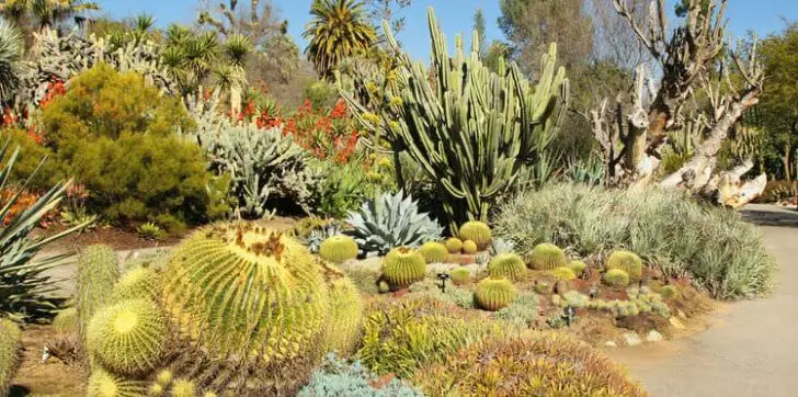 How to Create a Desert Mexican Garden 1 - Landscape & Backyard Ideas - 1001 Gardens How to create a Desert Mexican garden