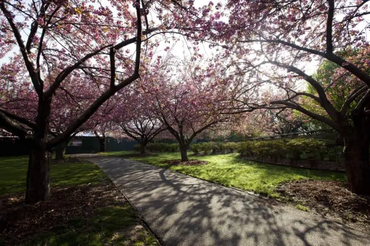 The Most Beautiful Botanical Parks of New York