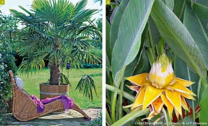 Create a Sustainable Tropical Garden