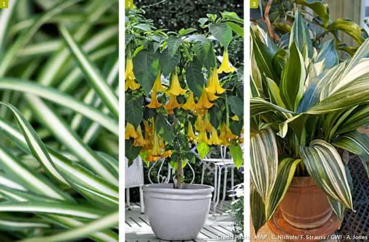 Create a Sustainable Tropical Garden