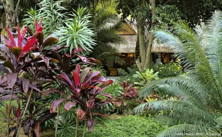 Create a Sustainable Tropical Garden