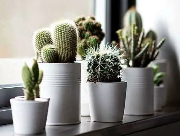 Create your Windowsill Cactus Collection