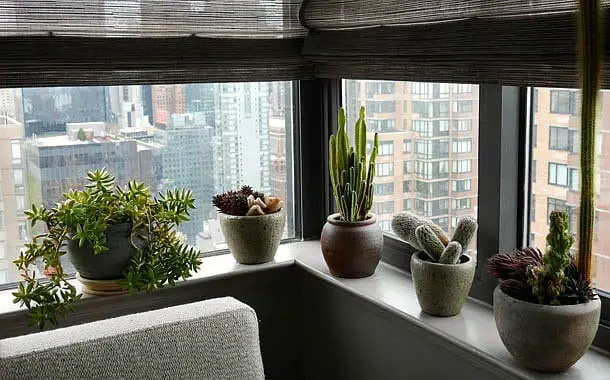 Create your Windowsill Cactus Collection