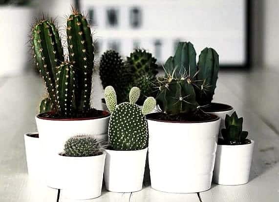 Create your Windowsill Cactus Collection