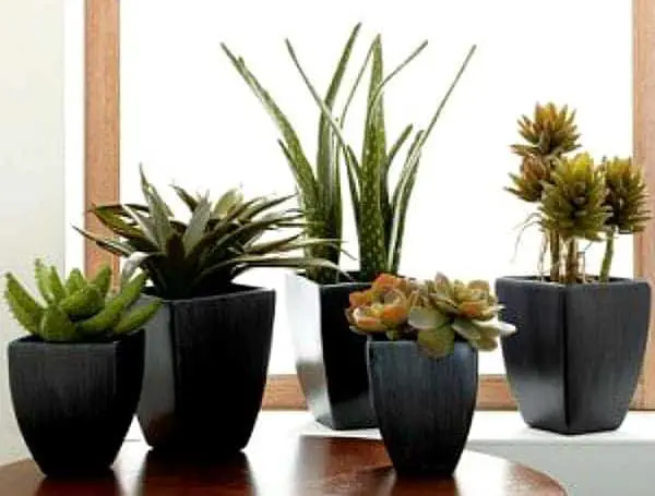 Create your Windowsill Cactus Collection