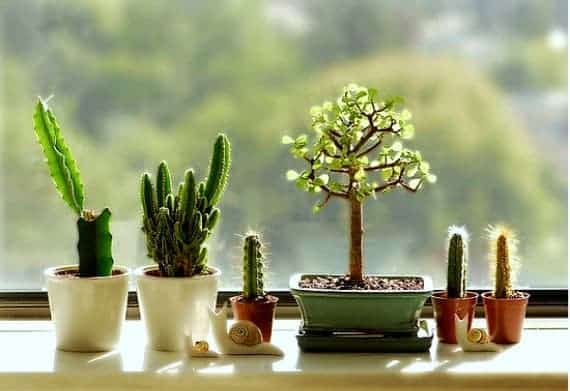 Create your Windowsill Cactus Collection