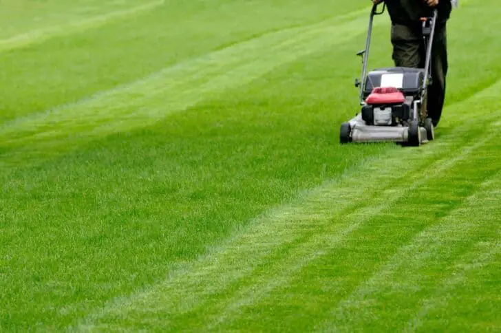 Common Causes For Sick Lawns 5 - Landscape & Backyard Ideas