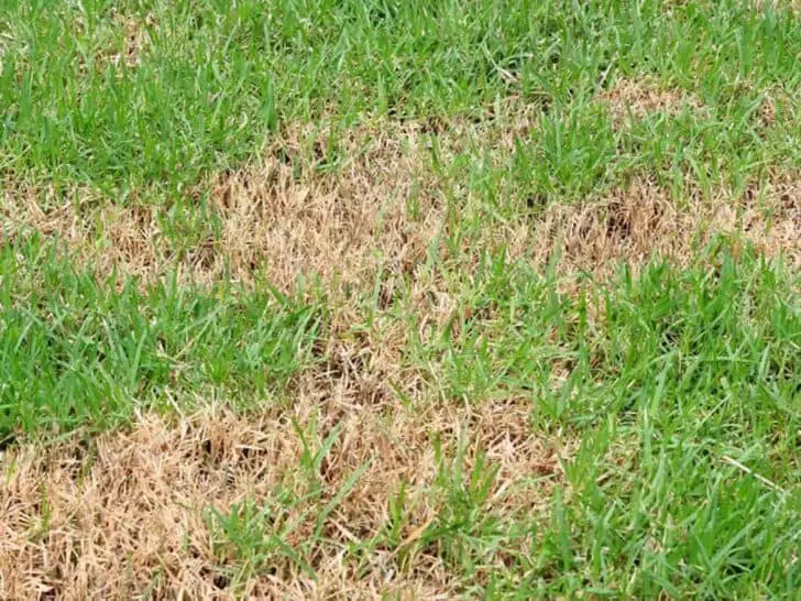 Common Causes For Sick Lawns 1 - Landscape & Backyard Ideas