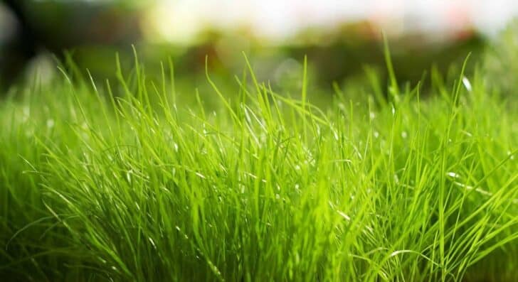 Common Causes For Sick Lawns 3 - Landscape & Backyard Ideas