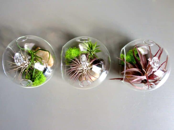 Hanging Air Plant Terrariums 3 - Flowers & Plants