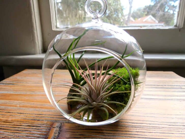 Hanging Air Plant Terrariums 5 - Flowers & Plants