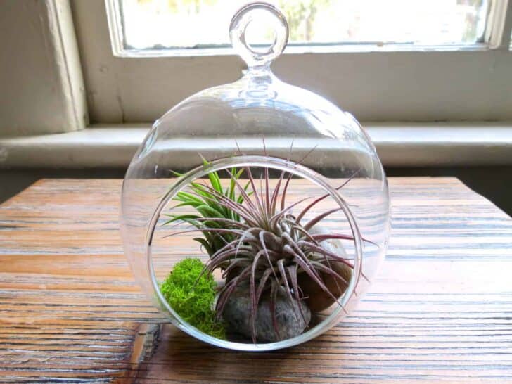 Hanging Air Plant Terrariums 7 - Flowers & Plants