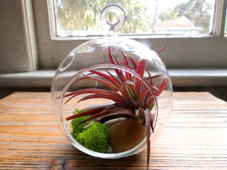 Hanging Air Plant Terrariums 9 - Flowers & Plants