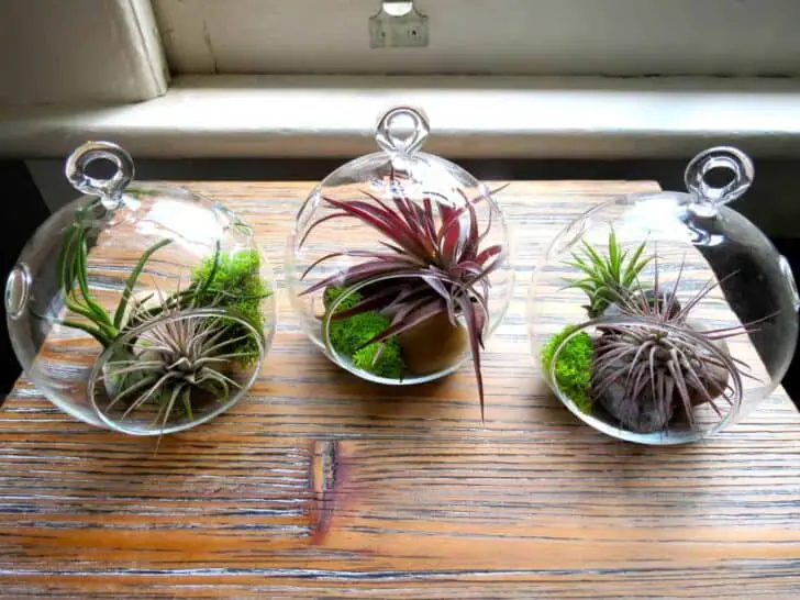 Hanging Air Plant Terrariums 1 - Flowers & Plants