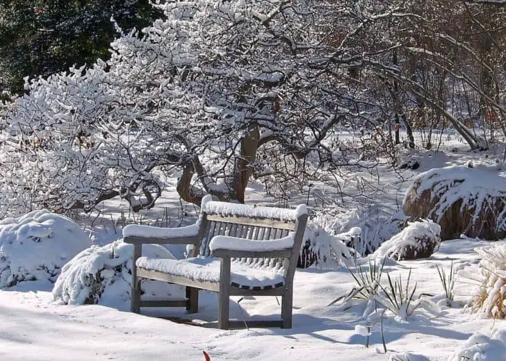 What to Do in the Garden in Winter