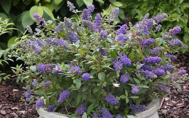 Six Must-have Plants to Add to Your Pool Landscape 7 - Swimming Pools & Hot Tubs