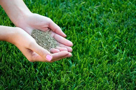 7 Effective Lawn Care Tips