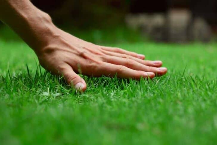 7 Effective Lawn Care Tips