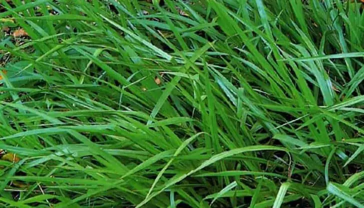 Different types of grass