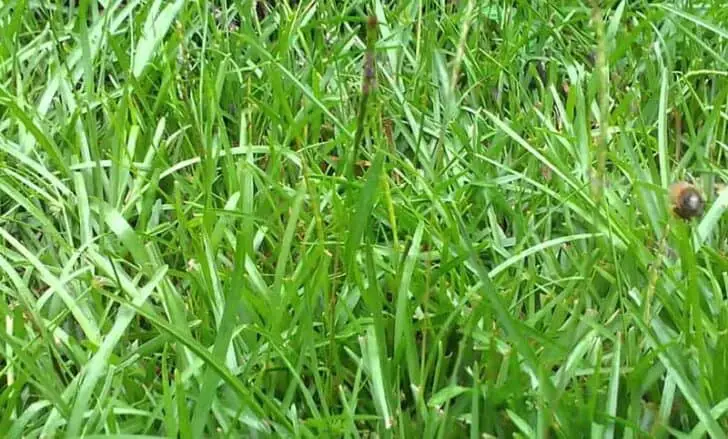 Different types of grass