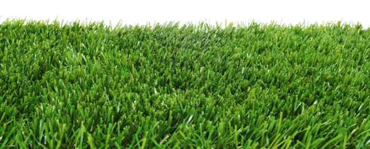 Different types of grass