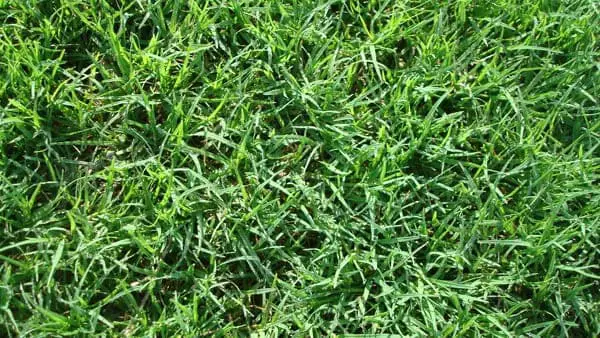 Different types of grass