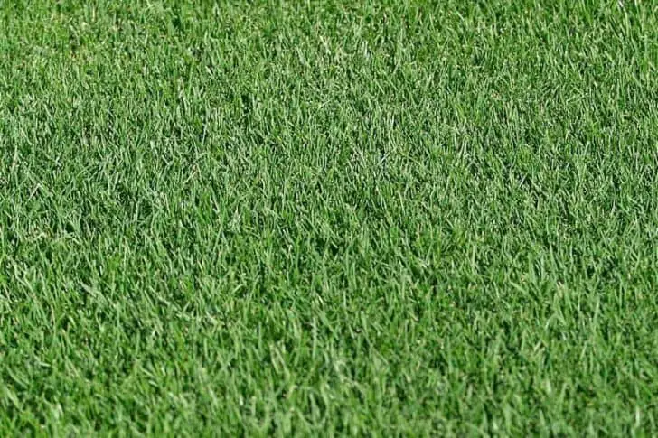 Different types of grass