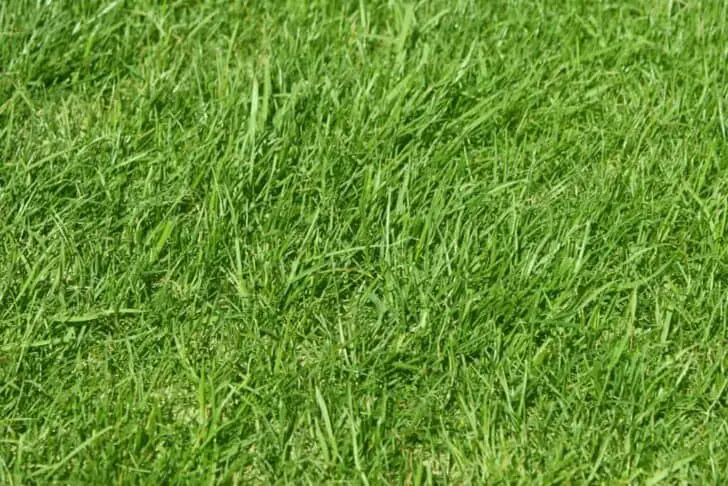 Different types of grass