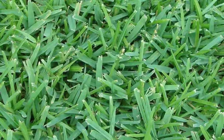 Different types of grass