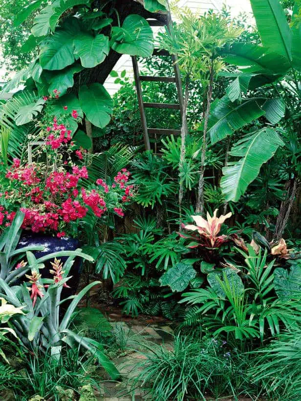 How to Make a Tropical Garden Design 5 - Flowers & Plants