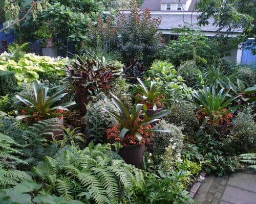 How to Make a Tropical Garden Design 3 - Flowers & Plants